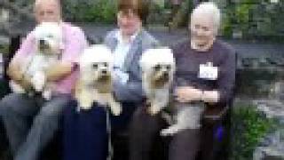 Caledonian Dandie Dinmont Terrier Show 2008 Winners [upl. by Armillia858]