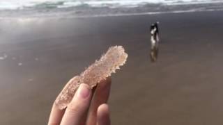 Pyrosomes on the Oregon Coast [upl. by Ahsiled]