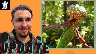 Cobra Lilly Plant Update Darlingtonia californica [upl. by Bathesda874]