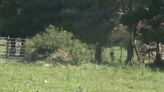 Why Spiny Amaranth Grows in Disturbed Ground Repels Grazing Animals  Other Zone 7 Weeds  7721 [upl. by Ayerf362]