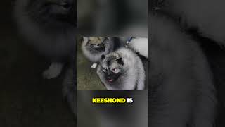 Keeshond  Surprisingly Low Maintenance Dog Breed [upl. by Ecnadnak387]