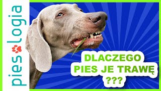 Dlaczego pies je trawę [upl. by Adriane]