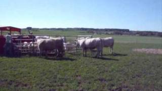 Putting Charolais cattle on pasture May 1st 2009 [upl. by Damaris]