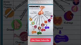 All Important Hormones in humans shorts hormones [upl. by Vilhelmina]