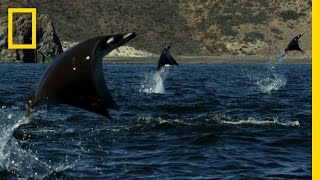 Gigantic School of Rays  Untamed Americas [upl. by Eimerej]