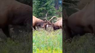 Bonehead shedding his velvet at 4 years old deer velvet shedding animals facts youtube [upl. by Eiznik668]