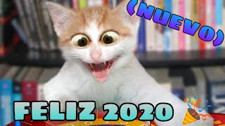 🤣 Mejores Videos de Animales Graciosos 2021 🐱🐶 Intenta no Reír NUEVO [upl. by Neuburger]