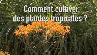 Comment cultiver des plantes tropicales en véranda chauffée [upl. by Alyakam]