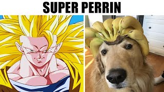 MEMES DE PERRITOS Y GATITOS 14 [upl. by Notsirk]