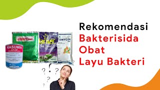 6 Bakterisida Obat Layu Bakteri Cabe Terbaik [upl. by Hekking]