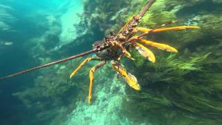 Snorkeling for crayfish in Port Cambell [upl. by Eiram790]