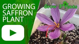 Growing Saffron plant [upl. by Haggai695]