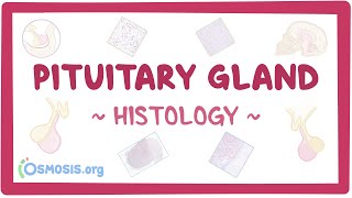 Pituitary gland Histology [upl. by Caitlin]