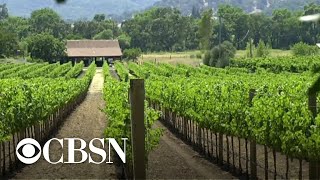 Traces of weed killer found in wine and beer public interest group reports [upl. by Noed]