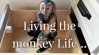 Just monkeying around on a rainy Saturday🩵monkey family [upl. by Okiam]