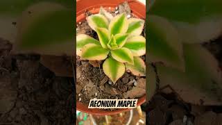 AEONIUM MAPLE [upl. by Giorgia615]