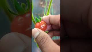 Why Tomatoes crack or split quot Short Answerquot🍅 tomato garden short [upl. by West500]