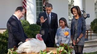 President Obama Pardons Turkey [upl. by Alatea550]