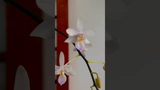 五大斑葉之一的原生種蝴蝶蘭林登￼ Phal lindenii 嬌小可愛 [upl. by Aube62]