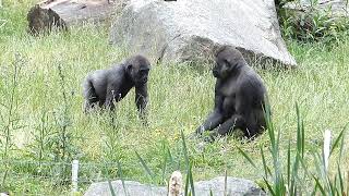 Gorillaungarna Kione och Elroi leker på Kolmårdens djurparkPlaying gorillainfants at Kolmården Zoo [upl. by Nagram]