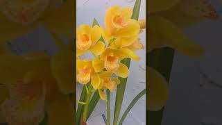 Cymbidium Orchids quotBlazing Dreamsquot Hybrids Orchids I love yellow flowers plants plantas flower [upl. by Johanna]