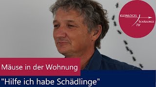 Mäuse in der Wohnung quotHilfe ich habe Schädlingequot [upl. by Manlove]