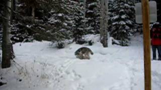 Siberian Husky puppies playing in the snow [upl. by Llednik]