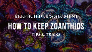 Zoanthids  How to Keep and Growing using Tips and Tricks Reefbuilders Video Segment [upl. by Wickham458]