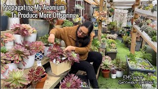 2 Ways of Propagating My Aeonium To produce more offspring [upl. by Ladnor]