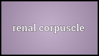 Renal corpuscle Meaning [upl. by Wiltsey82]