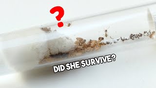 IS THE QUEEN ALIVE  Lasius Umbratus Ant Colony  Update 1 [upl. by Knah]