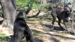 big blue cane corso breeding happening 2 2013drake and bella [upl. by Arres868]