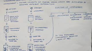 Complement fixation test Wasserman reaction  Syphillis  NBDE [upl. by Proffitt]