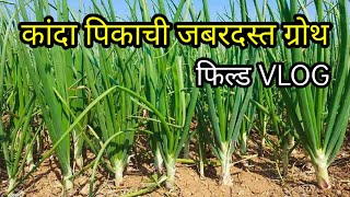 कांदा पिक जबरदस्त ग्रोथ onions 9049903131 कांदा agriculture karyon vloogs sandipkarande [upl. by Wack]