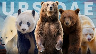 All 8 Species of Bear 7 Subspecies You Havent Heard Of [upl. by Crean]