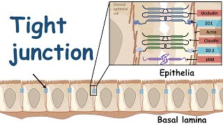 Tight Junction and its physiology [upl. by Aztinaj]