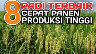 8 varietas padi paling cepat panen produksi tinggi [upl. by Annaicul]