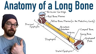 Anatomy of a Long Bone [upl. by Yenolem]