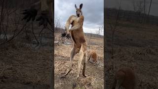 This 2 Dogs Can Beat Kangaroo  😱 shorts facts rottweiler dog animals doglover [upl. by Arenahs]