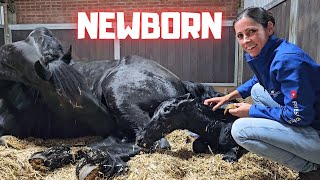 Welcome to the world newborn Yfke I have to help  This is very special  Friesian Horses [upl. by Aihsirt]