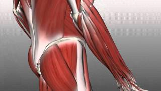 Forearm Muscles Part 2  Posterior Extensor Compartment  Anatomy Tutorial [upl. by Nileuqay]