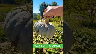 Harvesting a Perfect Winter Squash from the Garden  Halloween is Coming🎃 [upl. by Dercy]