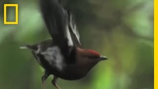 Bird Feathers quotSingquot  National Geographic [upl. by Zaria]