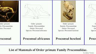 List of Mammals of Order primate Family Proconsulidae major africanus Lebowitz Hollow Hickory Dan [upl. by Nollaf613]