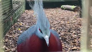 Victoria crowned pigeon calling at bird world Surrey [upl. by Cullin]