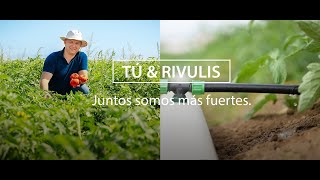 Tú y Rivulis  Juntos somos más fuertes Tomates y TTape y H6000 y conectores [upl. by Ellirehs]