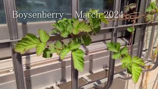 Boysenberry  April 2024 [upl. by Aznecniv]