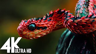 🔴 Wildlife 4K UHD 247  Relaxing Music With Beautiful Nature amp Animals Videos4K Video Ultra HD [upl. by Duester]