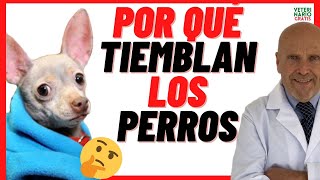 📛 POR QUÉ TIEMBLAN LOS PERROS 📛18 Causas de TEMBLORES en Perros Chihuahua Yorkshire Caniches [upl. by Ybrad]