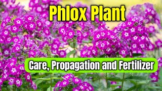 How to Grow and Care Phlox Flower Plant  Phlox Plant Care Propagation and Fertilizer [upl. by Notrub14]